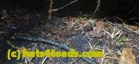 /home//u458753944/public_html/sourcegallery/////Roxborough Toad Detour/2025/2025-03-20/20250320_211954.jpg
